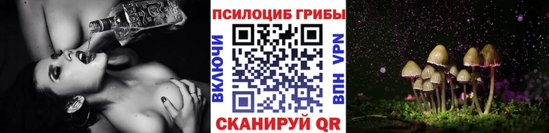 Купить где  Сковородино  Псилоцибиновые грибы Psilocybine cubensis 